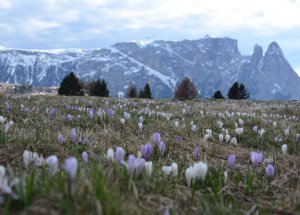 Appartamenti Fill - Vacanze a Castelrotto (15)